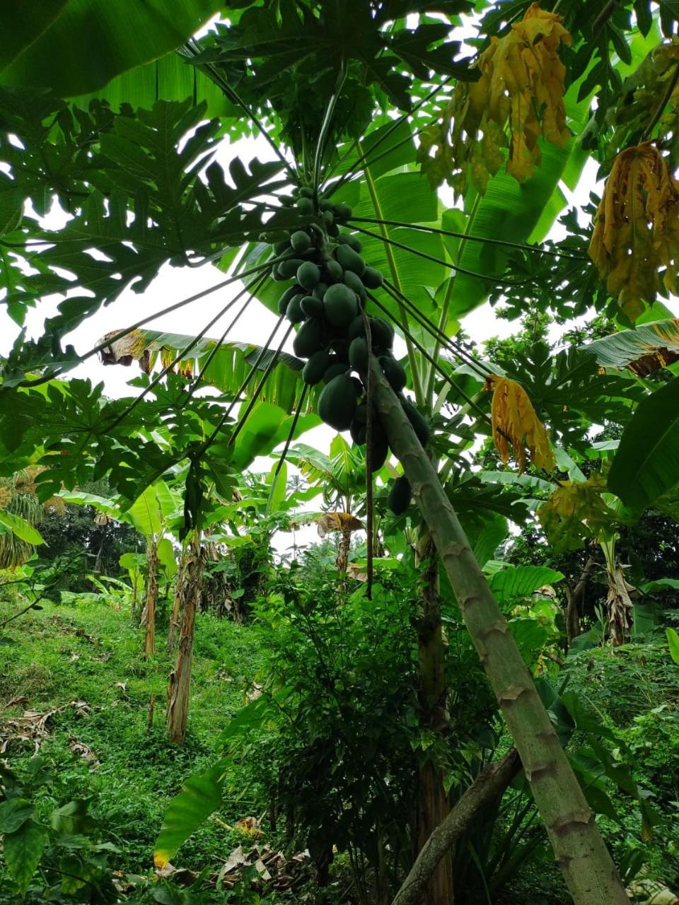 Cabana Wiwa Tayrona Los Naranjos Esterno foto