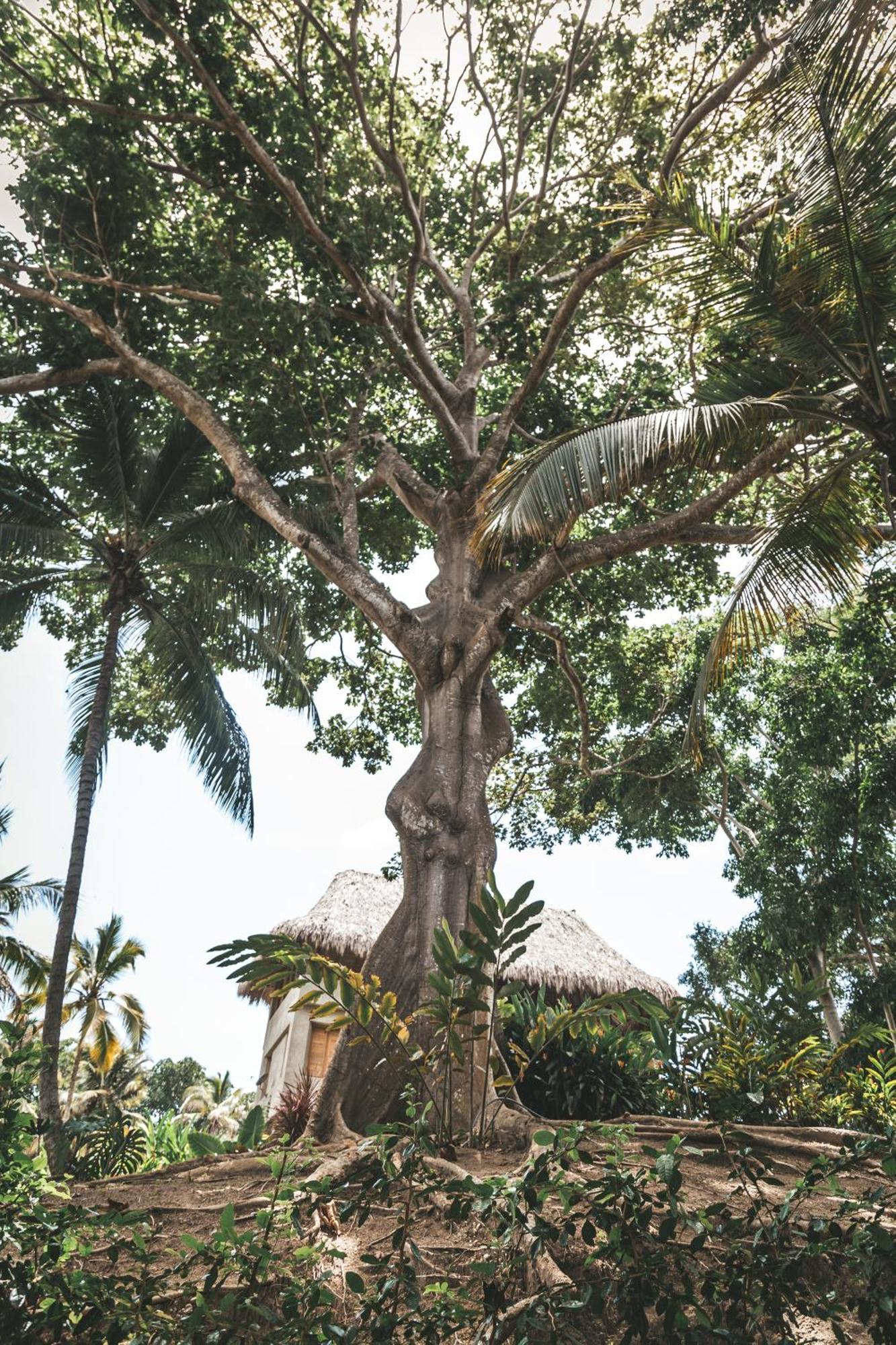 Cabana Wiwa Tayrona Los Naranjos Esterno foto